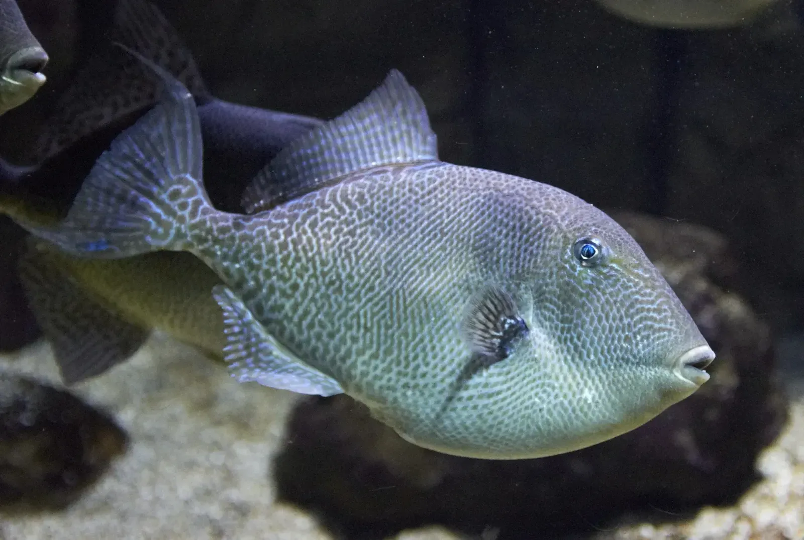 Imagem do Peixe Porco
